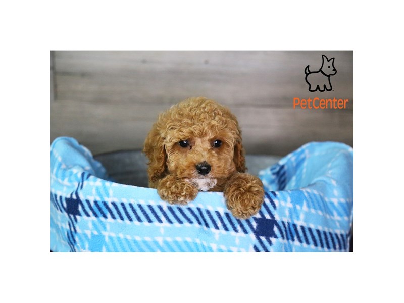 [#34418] Sophie - Red Female Cavapoo F1 Puppies For Sale