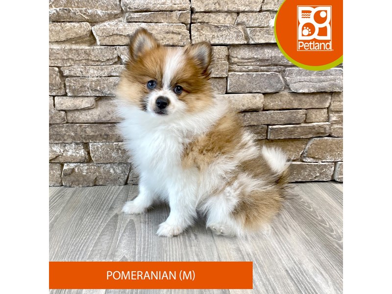 Pomeranian - 506 Image #2