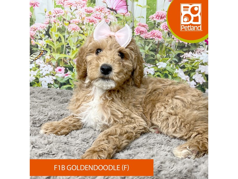 F1B Goldendoodle - 9275 Image #2