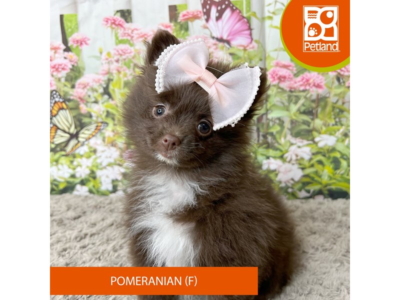 Pomeranian - 9278 Image #2