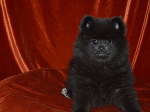 Pomeranian-DOG-Male-4051614