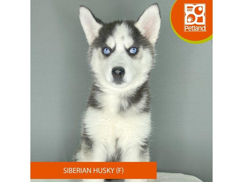 Siberian Husky - 2379 Image #2