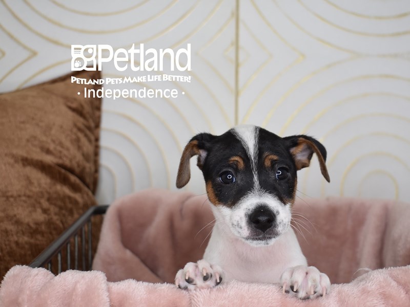Jack Russell Terrier - 5611 Image #2