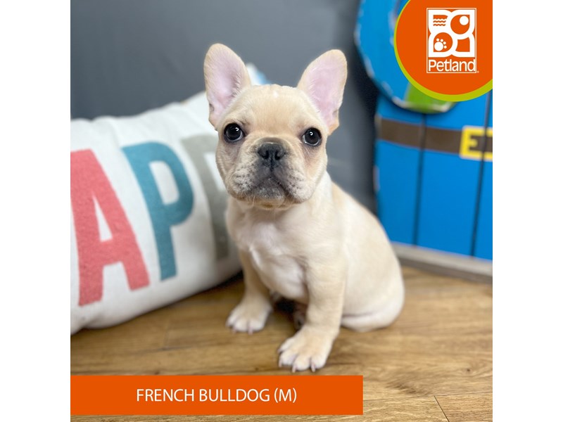 French Bulldog - 16544 Image #2