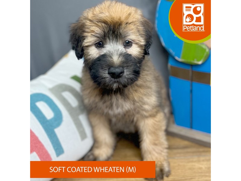 Soft Coated Wheaten Terrier - 16556 Image #2