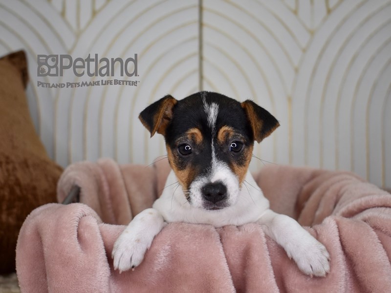 Jack Russell Terrier - 726 Image #2