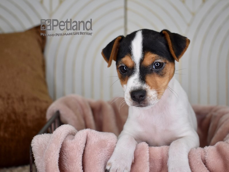 Jack Russell Terrier - 727 Image #2