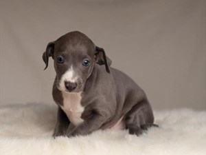 Italian-Greyhound-DOG-Male-4059755