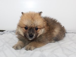 Pomeranian-DOG-Male-4059829