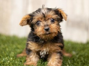 Yorkshire-Terrier-DOG-Female-4059847