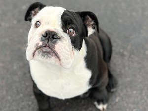 English Bulldog-DOG-Male-BLACK & WHITE-3939721