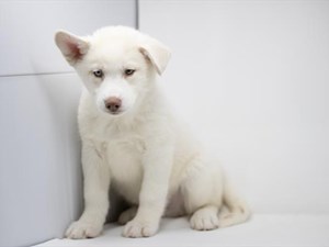 Siberian-Husky-DOG-Male-4062640