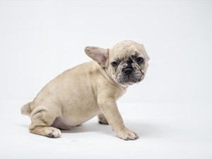 French-Bulldog-DOG-Male-4062650