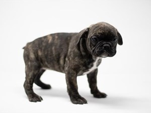 French-Bulldog-DOG-Female-4062651