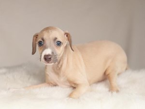 Italian-Greyhound-DOG-Female-4062711
