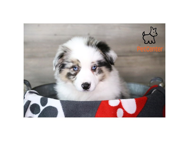 [#34428] Tucker - blue merle Male Aussimo Puppies For Sale #1