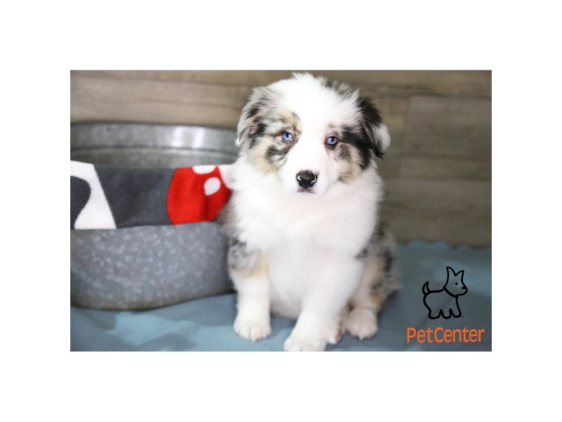 [#34428] Tucker - blue merle Male Aussimo Puppies For Sale #3