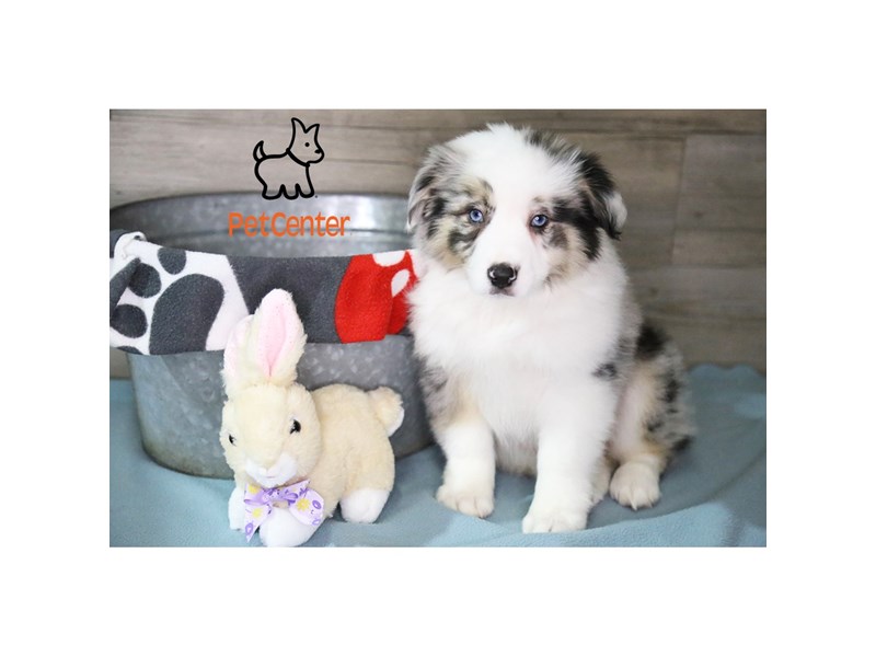 [#34428] Tucker - blue merle Male Aussimo Puppies For Sale #4