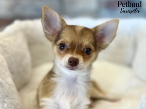 Chihuahua-DOG-Female-4039154