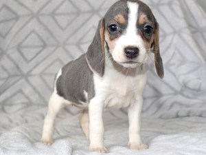 Beagle-DOG-Female-4063716