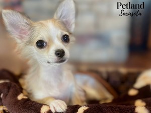 Chihuahua-DOG-Female-4021559