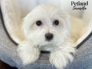 Maltese-DOG-Female-4061306
