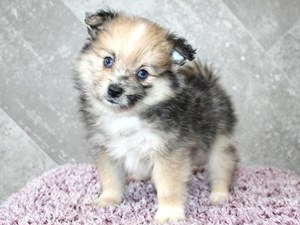 Pomeranian-DOG-Female-4063949