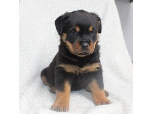 Rottweiler-DOG-Female-4063956