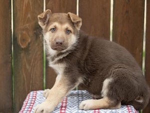German-Shepherd-DOG-Male-4063968
