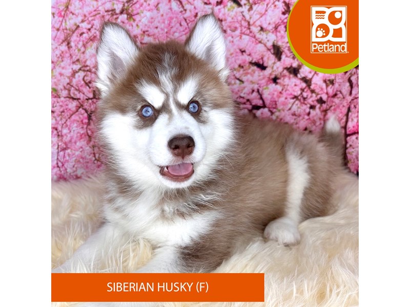 Siberian Husky - 2203 Image #2