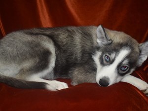 Siberian-Husky-DOG-Female-4060621