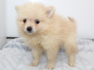 Pomeranian-DOG-Female-4059835