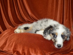 Australian-Shepherd-DOG-Male-4051379