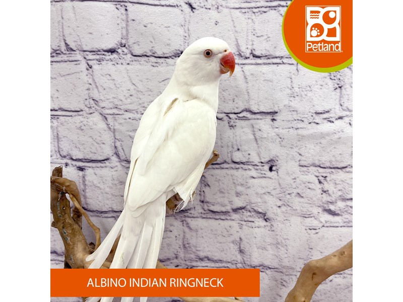 Albino Indian Ringneck - 7959 Image #2