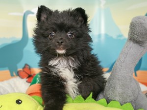 Pomeranian-DOG-Female-Black-