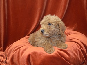 Miniature-Poodle-DOG-Male-4073188