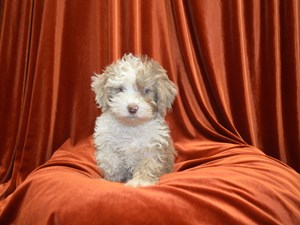 Miniature-Poodle-DOG-Male-4072785
