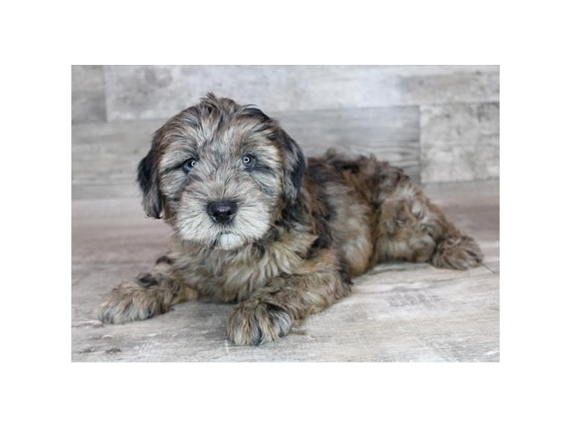 Poodle/Soft Coated Wheaten Terrier - 26409 Image #2