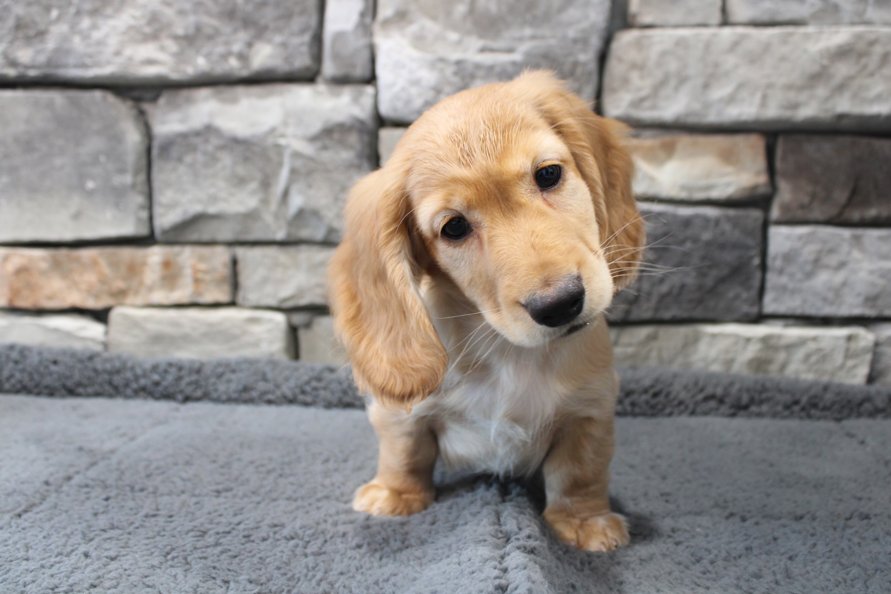 4083423 | Dachshund | Petland Raleigh