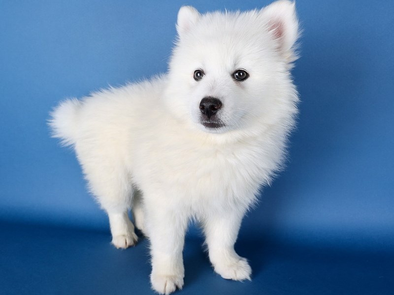 [#13674] White Female Pomsky Puppies For Sale #1