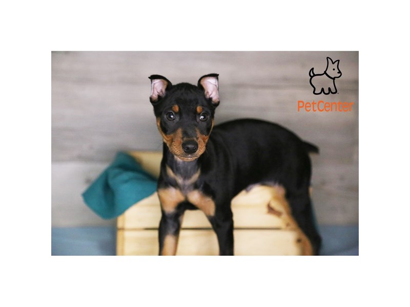 [#34527] Justin - black and rust Male Miniature Pinscher Puppies For Sale #2