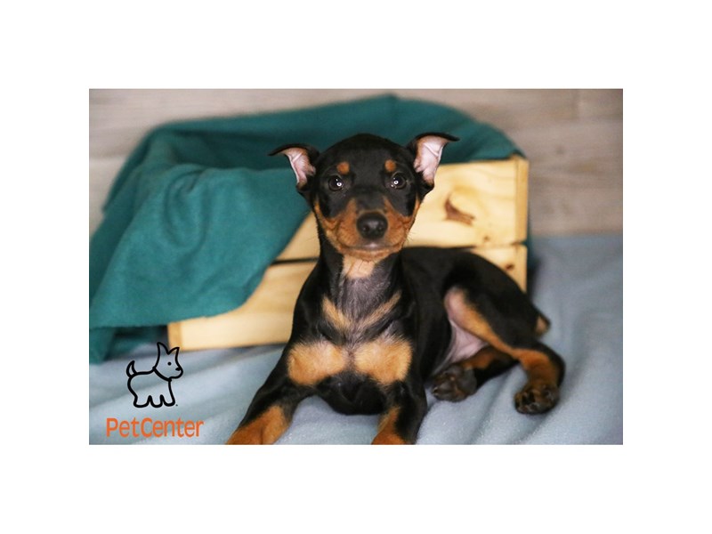 [#34527] Justin - black and rust Male Miniature Pinscher Puppies For Sale #3