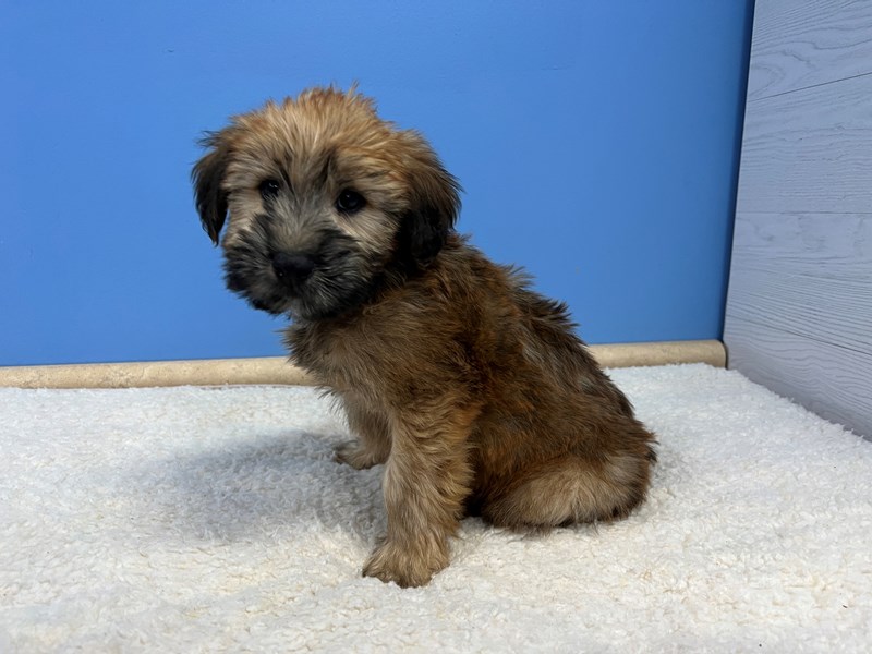 Soft Coated Wheaten Terrier - 21790 Image #3