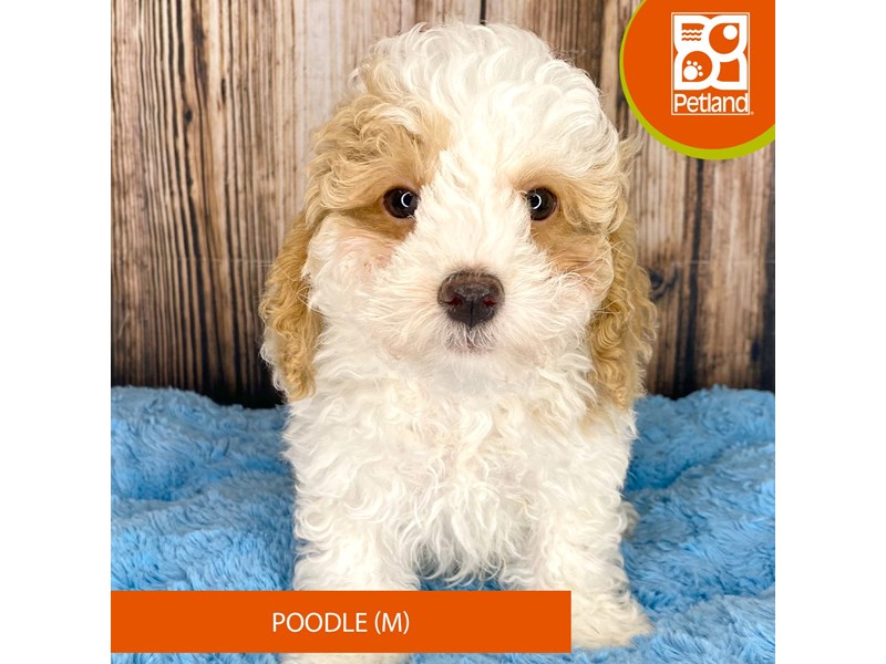 Poodle - 8938 Image #2