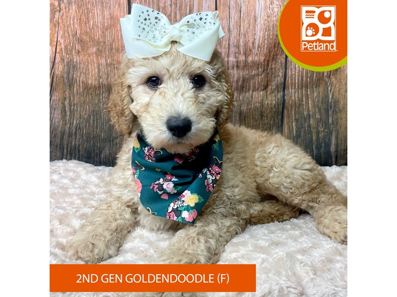 Goldendoodle 2nd Gen - 9306 Image #2