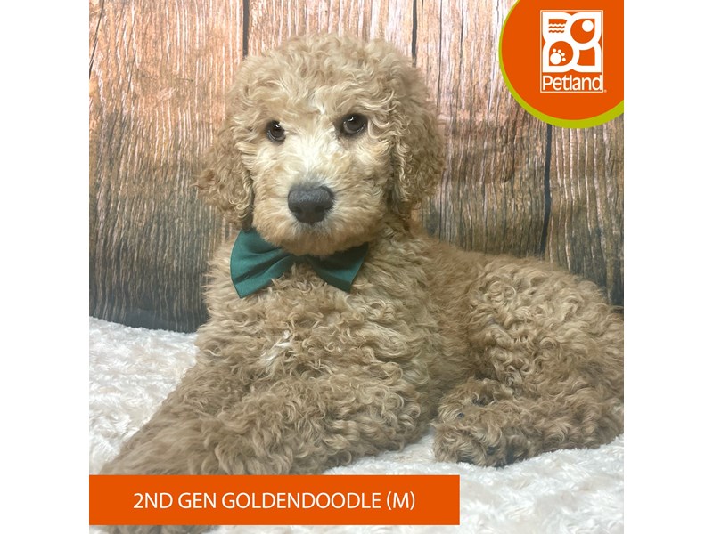 Goldendoodle 2nd Gen - 9307 Image #2