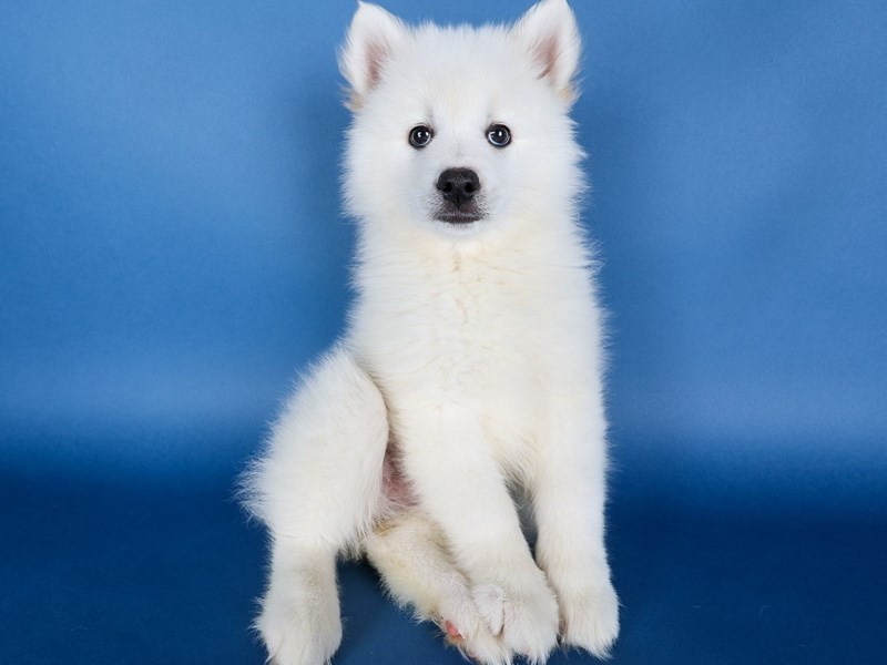 [#13675] White Female Pomsky Puppies For Sale