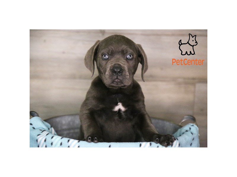 [#34532] Sampson - Blue Male Cane Corso Puppies For Sale #2