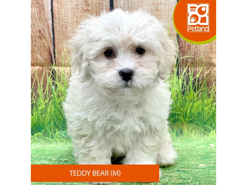 Teddy Bear - 7998 Image #2