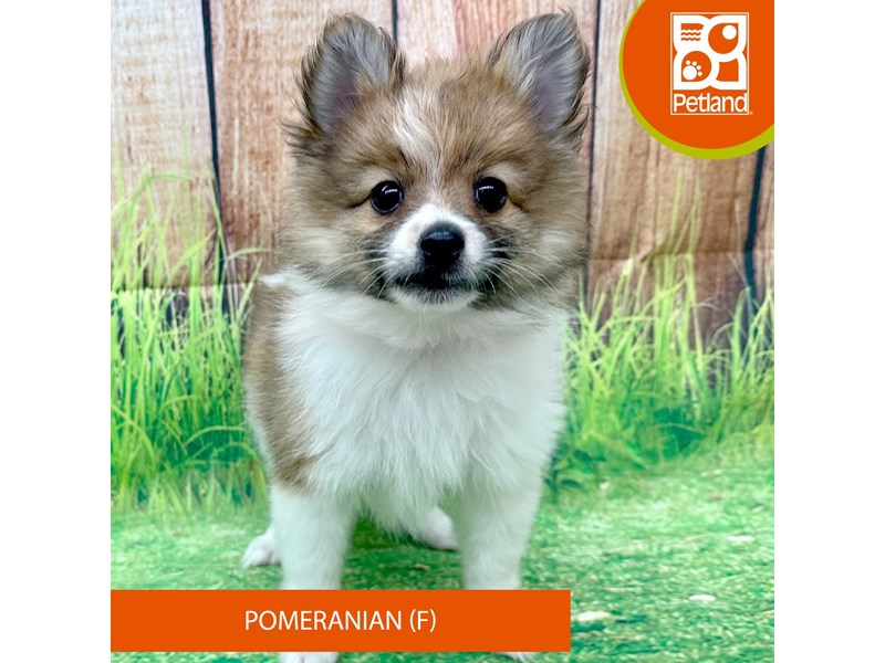 Pomeranian - 8017 Image #2